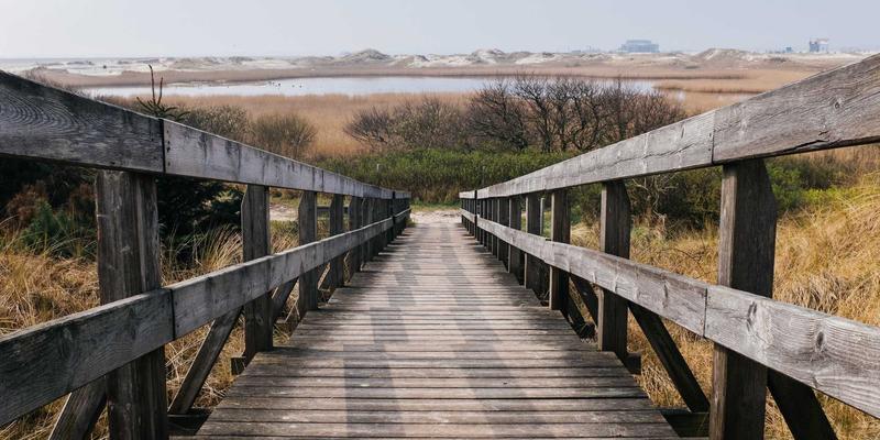 从猫粮选择到狗儿带安全:科学养宠的三大健康支柱