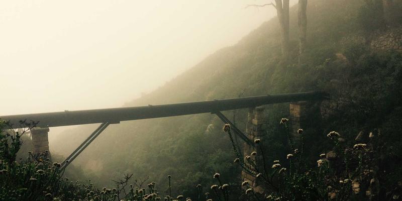 宠物健康进阶指南：从狗粮选择到宠物寄养，如何科学预防牙结石