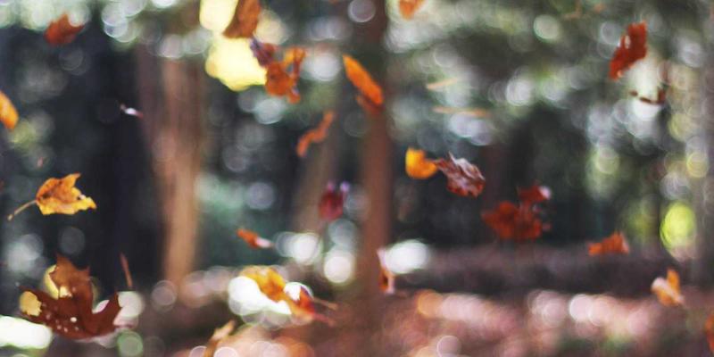 宠物寄养必备指南：专业缓解猫咪应激反应，守护宠物健康