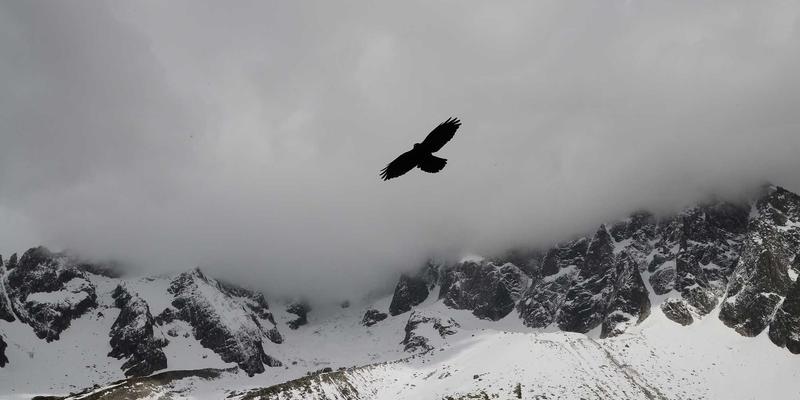 宠物指甲剪的刀头材质与防误伤设计：从狗粮到美容的全面指南