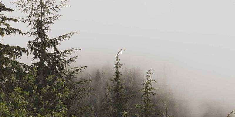 宠物摄影技巧：如何利用玩具和零食拍出自然生动的萌宠照片