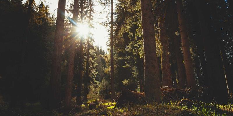 宠物旅行包航空准入全指南：尺寸材质标准与宠物健康美容的完美结合