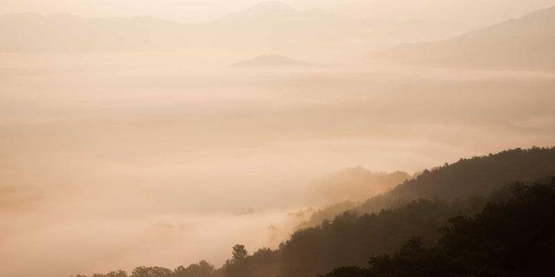 宠物用品40时代：从狗粮选择到宠物寄养，打造全方位宠物服务生态
