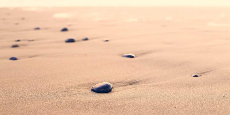 宠物用品与服务全解析:从狗儿带到全方位宠物关怀