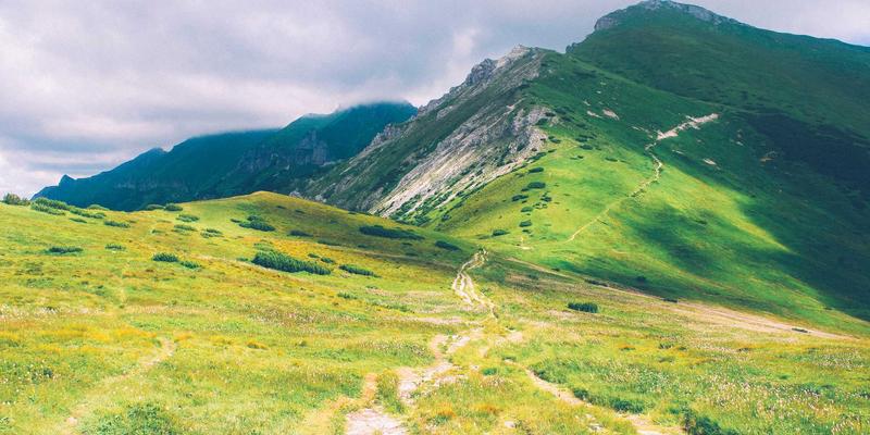 宠物用品全攻略：从健康到美容，打造爱宠的幸福生活