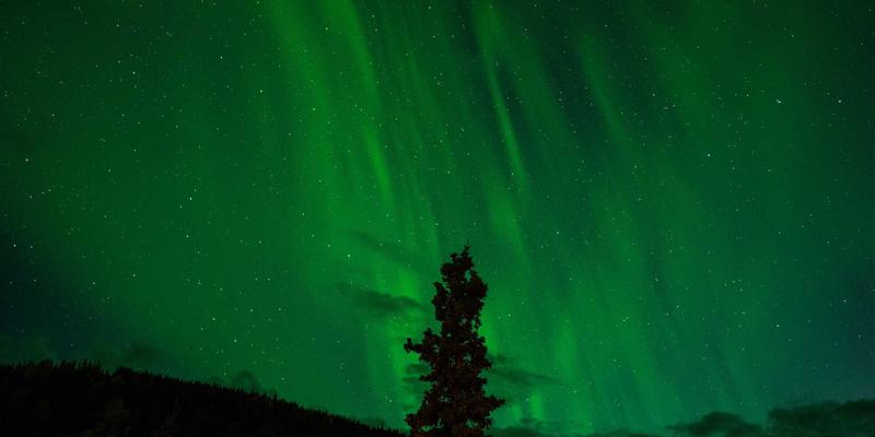 新手养宠全攻略:从猫粮选择到寄养准备,守护宠物健康每一步