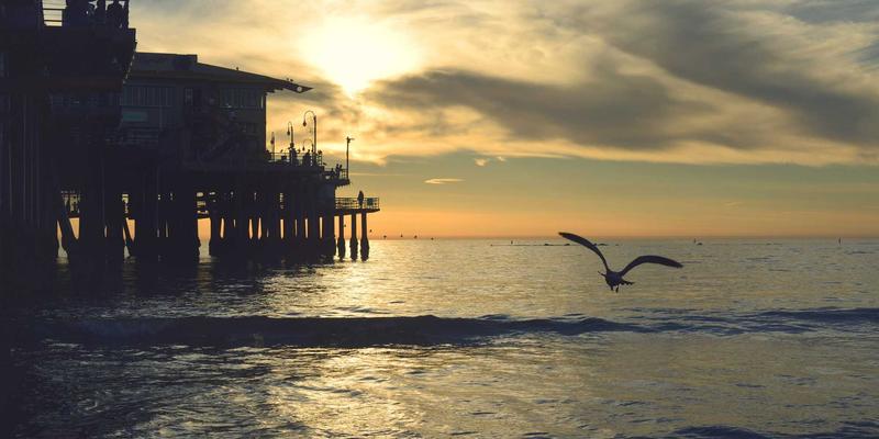 狗粮、狗儿带与宠物服务:打造爱犬健康生活的三大支柱