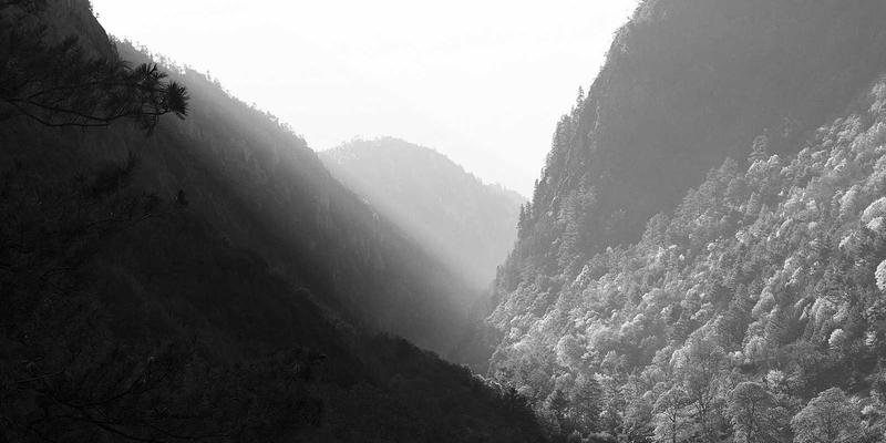 老年犬关节护理用品选购全攻略：从猫粮到宠物寄养的全面考量