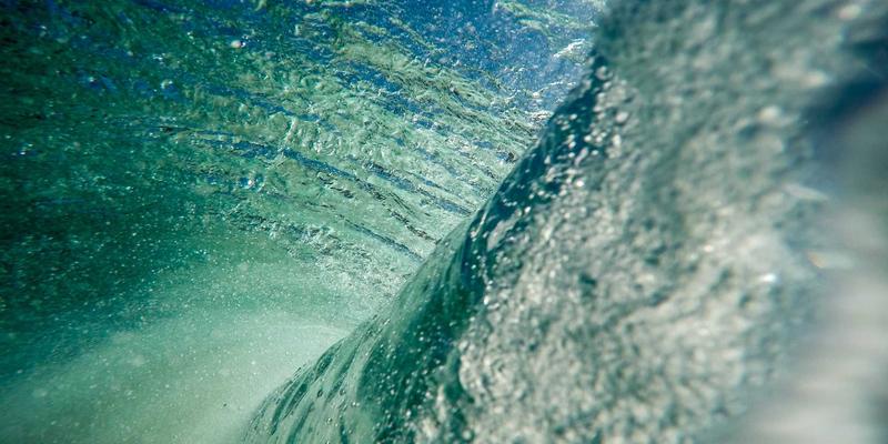 自制天然狗粮食谱与营养配比全解析：避开猫粮误区，升级宠物服务